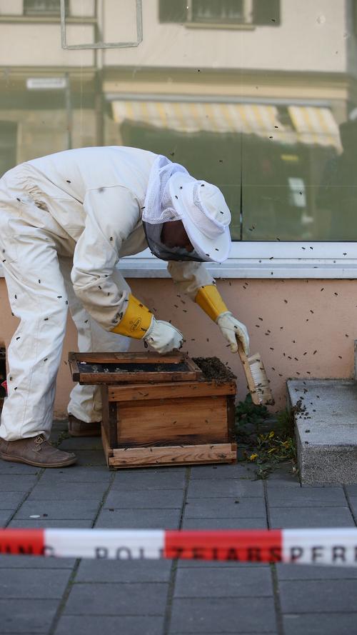 Bienen-Alarm in Forchheim: Hobby-Imker entfernt 20.000 Tiere