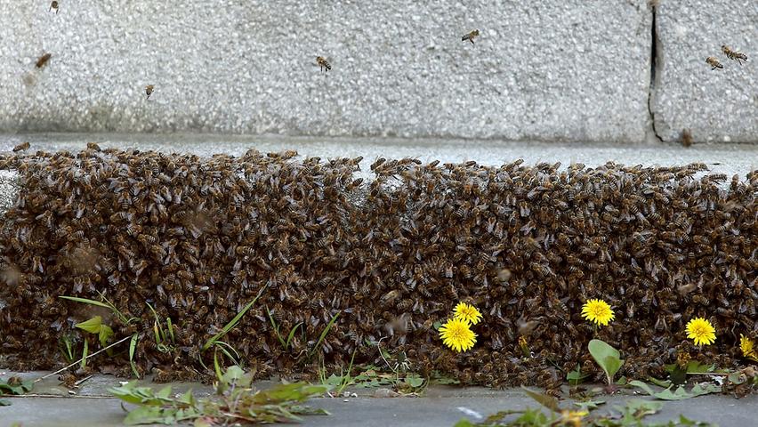 Bienen-Alarm in Forchheim: Hobby-Imker entfernt 20.000 Tiere