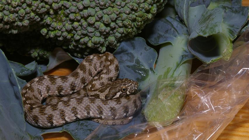 Diese Vipernatter saß in einer Ladung Brokkoli aus Spanien. Das Tier wurde zusammen mit einer Gemüseknolle in Folie eingeschweißt - und überlebte.
