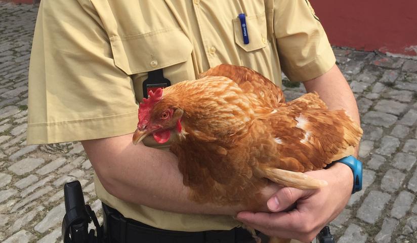 Im April 2016 hat eine garstige Henne im unterfränkischen Kitzingen einen Polizeieinsatz ausgelöst. Das Federvieh hatte dort einen Friseursalon regelrecht lahmgelegt. Denn die Kunden des Salons trauten sich nicht mehr an dem aggressivem Huhn vorbei.