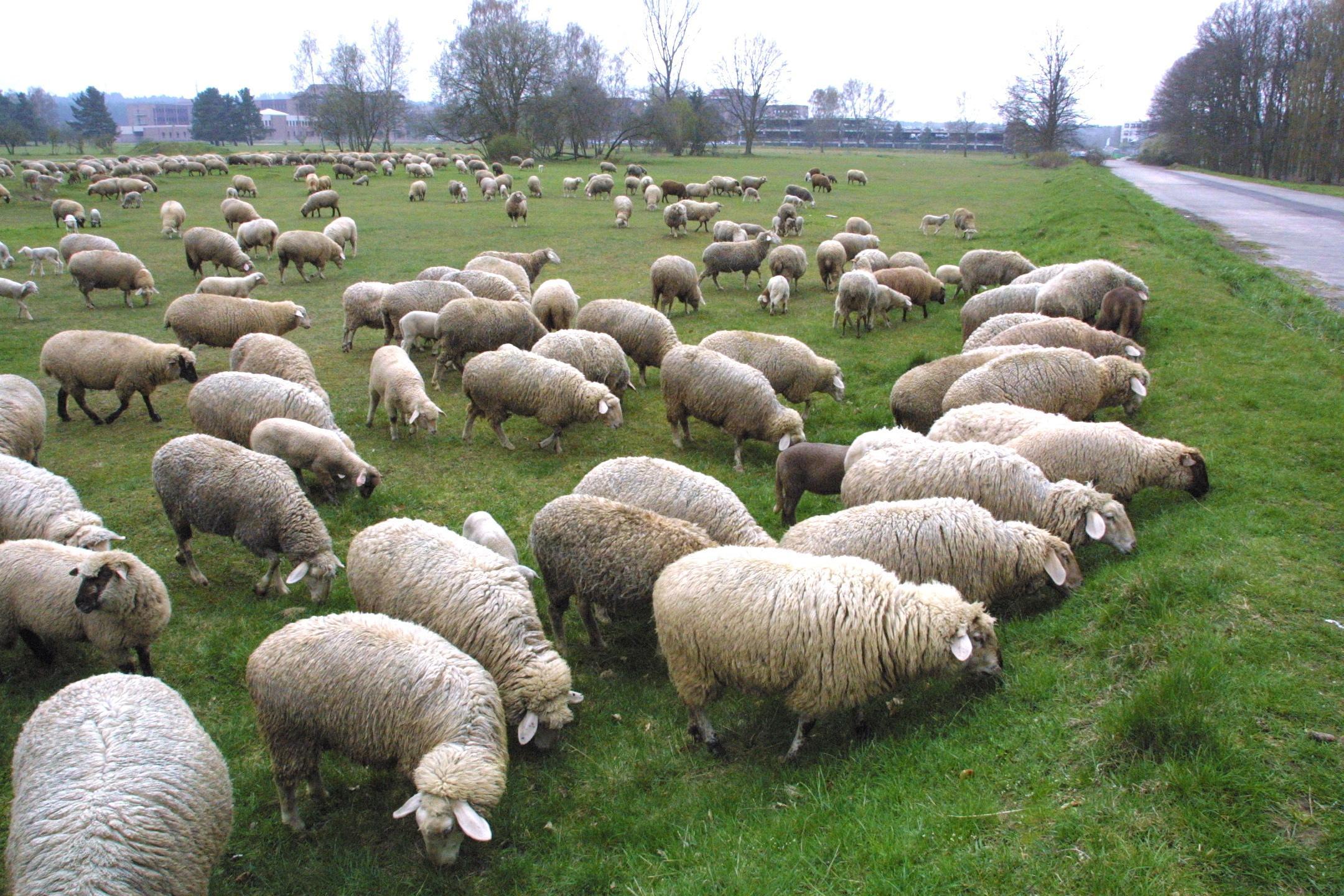 ...weiden hier auch Schafe.