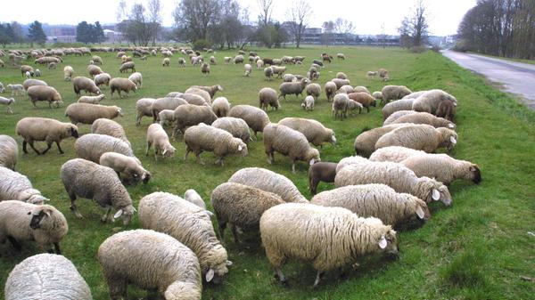 ...weiden hier auch Schafe.