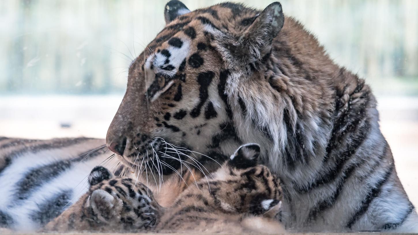 Tigerbabys sorgen für Freude im Straubinger Zoo