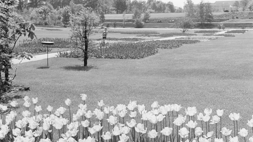 Im Luitpoldhain zeigen sich die Frühlingsblumen in voller Pracht. 33.600 Tulpen und 23.000 Stiefmütterchen bilden in 90 Pflanzquadraten die farbenfrohe Palette. <a href=http://www.nordbayern.de/region/nuernberg/13-mai-1966-rast-im-gartensessel-1.5188609
 >Hier geht es zum Artikel vom 13. Mai 1966: Rast im Gartensessel.