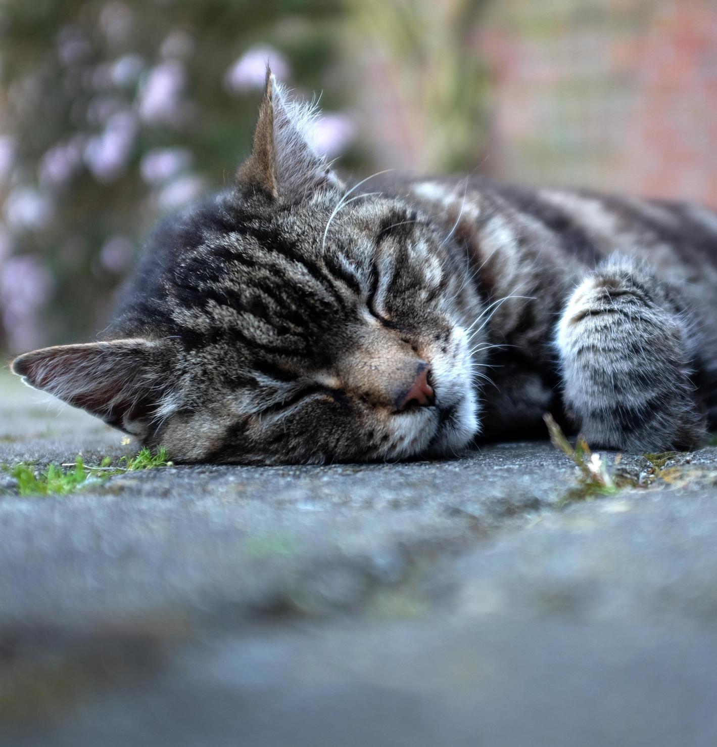 Dass mit dem Frühling auch die obligatorische Frühjahrsmüdigkeit einhergeht, ist in den meisten Fällen ein Mythos. Zwar kann es durch die Umstellung im Hormonhaushalt zu Schlappheit kommen, hiervon sind allerdings nur wenige Menschen betroffen und diese im Allgemeinen auch nur kurzzeitig.