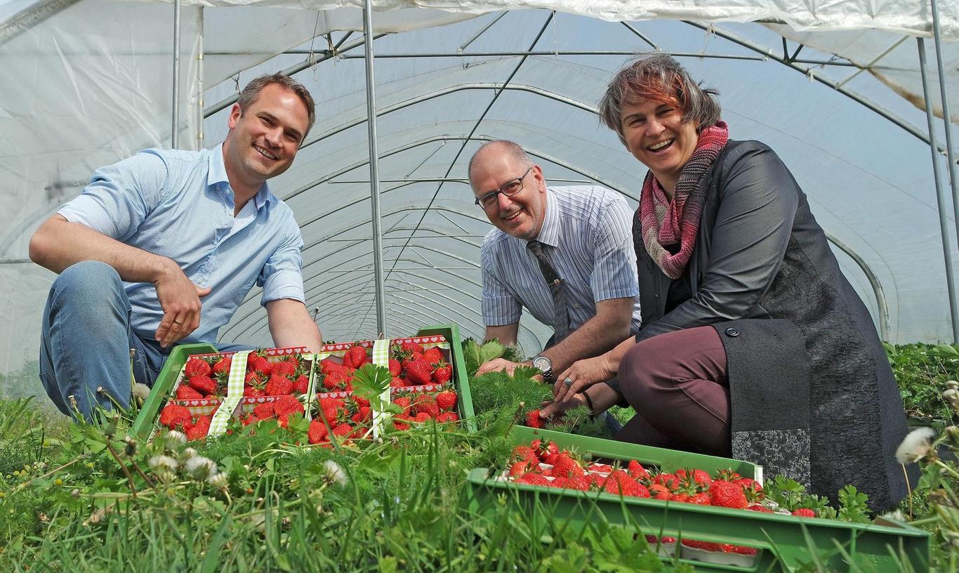 Oberasbacher Landwirt setzt bei Erdbeer-Anbau auf Hummeln