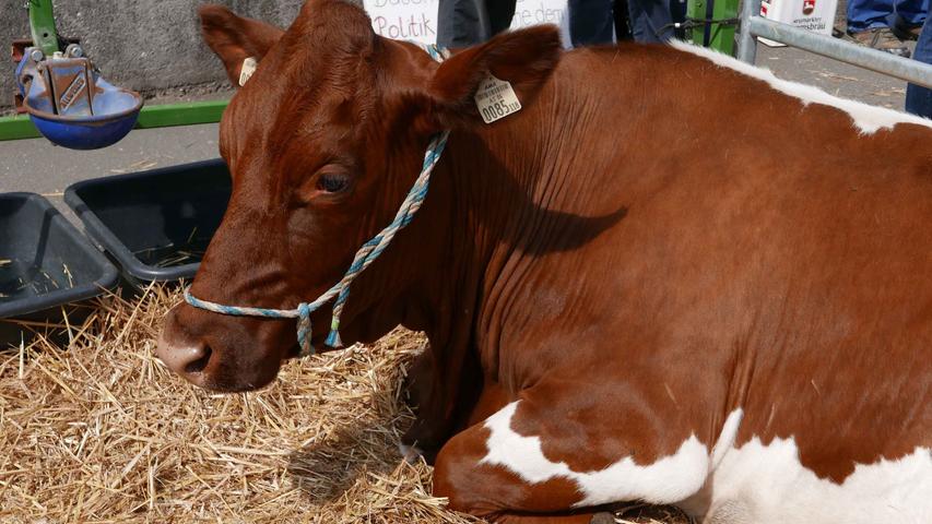 Zu Gast bei Kuh "Lissy": Politiker besuchen Milchbauern