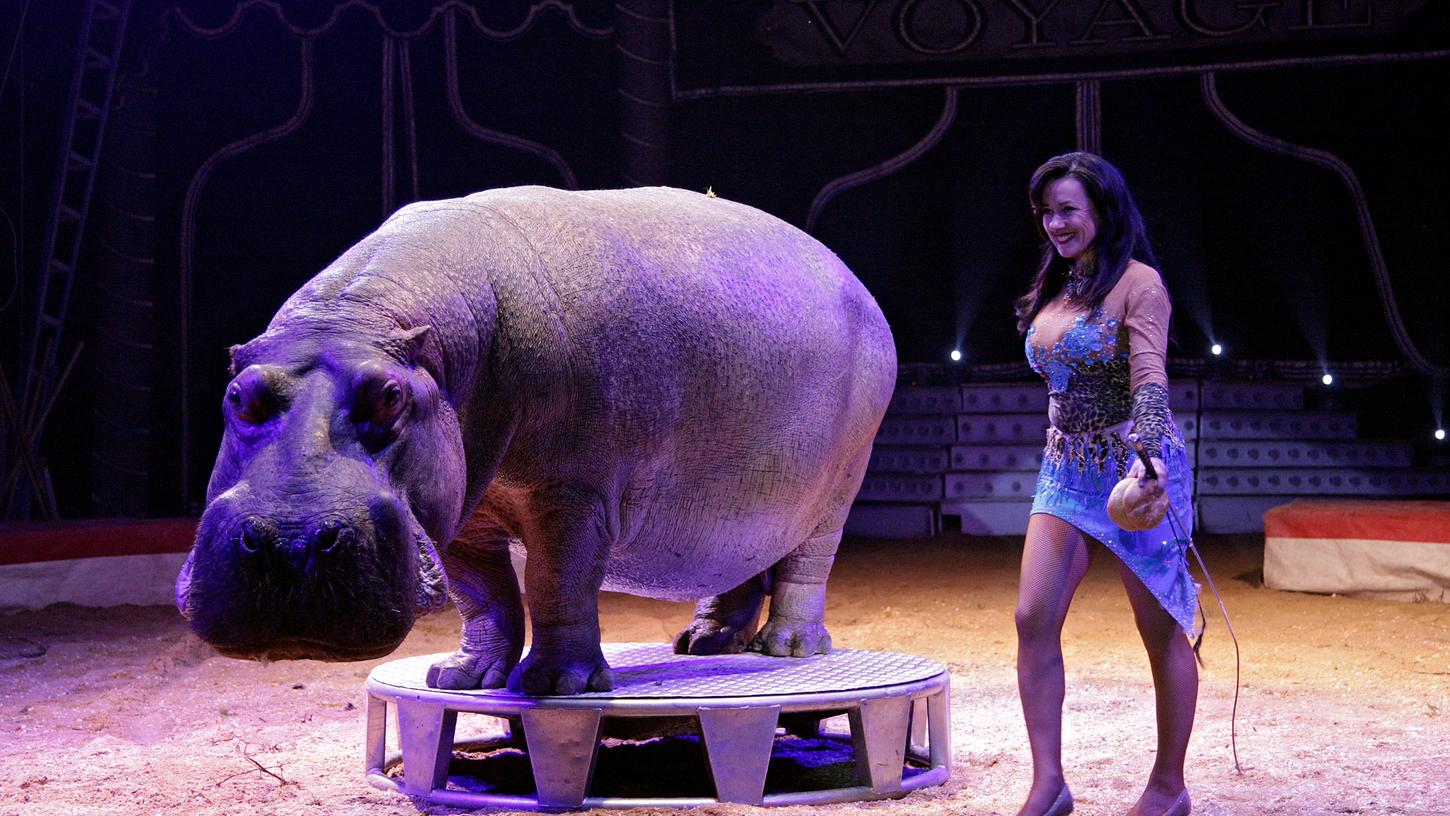"Einwandfreie Tierhaltung": Der Circus Voyage bekommt Unterstützung vom Veterinäramt.