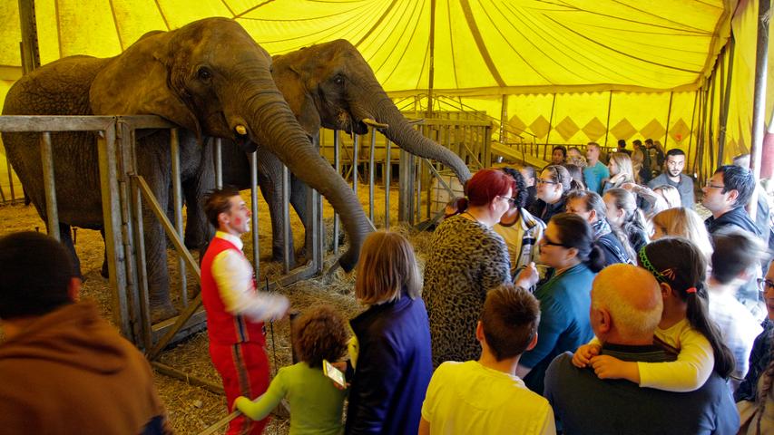 Elefanten sieht man wirklich nicht alle Tage. Deshalb freuen sich die Besucher besonders, den Dickhäutern so nahe kommen zu können.