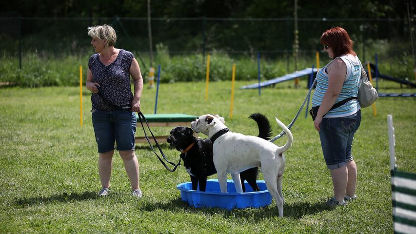 Hundesport und Erfrischung: Beim Fellnasentag im Hundezentrum Karl Kraus in Adelsdorf waren schattige Plätzchen beliebt.