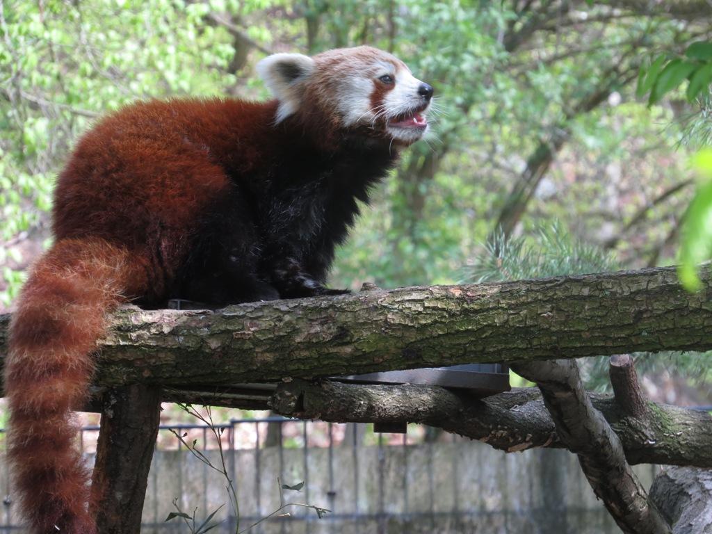 Jäger sind trotz Verboten hinter dem Pelz der Katzenbären her. Zudem ist die Abholzung der Bergwälder, der Lebensraum der Tiere, eine große Gefahr für die kleinen Pandas. Ihr Lebensraum verkleinert sich dadurch und auch der Austausch verschiedener Populationen wird schwieriger. Die kleinen Pandas werden als stark gefährdet eingestuft.