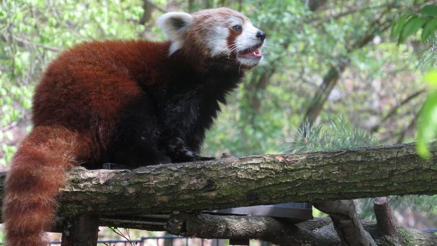 Jäger sind trotz Verboten hinter dem Pelz der Katzenbären her. Zudem ist die Abholzung der Bergwälder, der Lebensraum der Tiere, eine große Gefahr für die kleinen Pandas. Ihr Lebensraum verkleinert sich dadurch und auch der Austausch verschiedener Populationen wird schwieriger. Die kleinen Pandas werden als stark gefährdet eingestuft.
