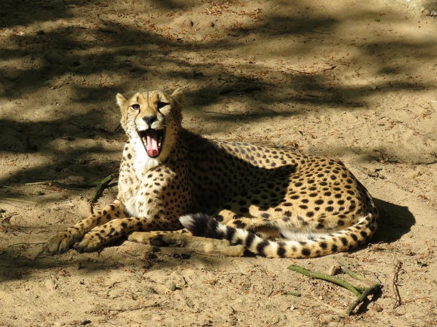 Gepard