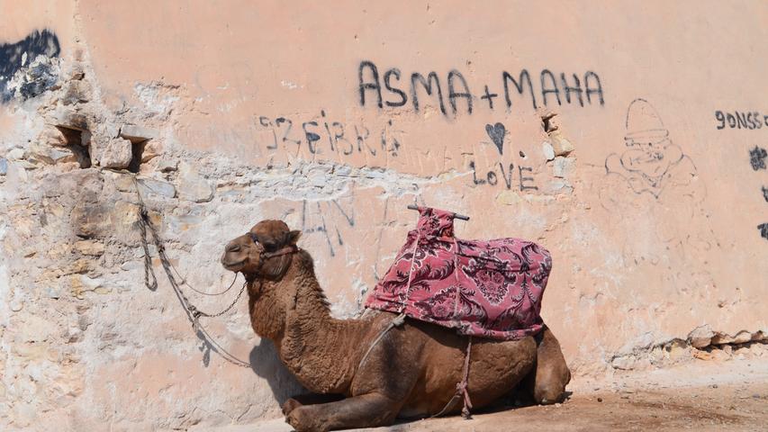 Große Teile der Kasbah, der Befestigungsanlage von Agadir, wurden während des Erdbebens zerstört. Die Grundmauern sind noch erhalten. Davor ruhen sich Kamele in der Sonne aus, für ein Foto mit den Touristen und einen kurzen Ritt stehen sie auf. Von der Kasbah haben Besucher einen tollen Blick über die Stadt und den Hafen, vor allem,...