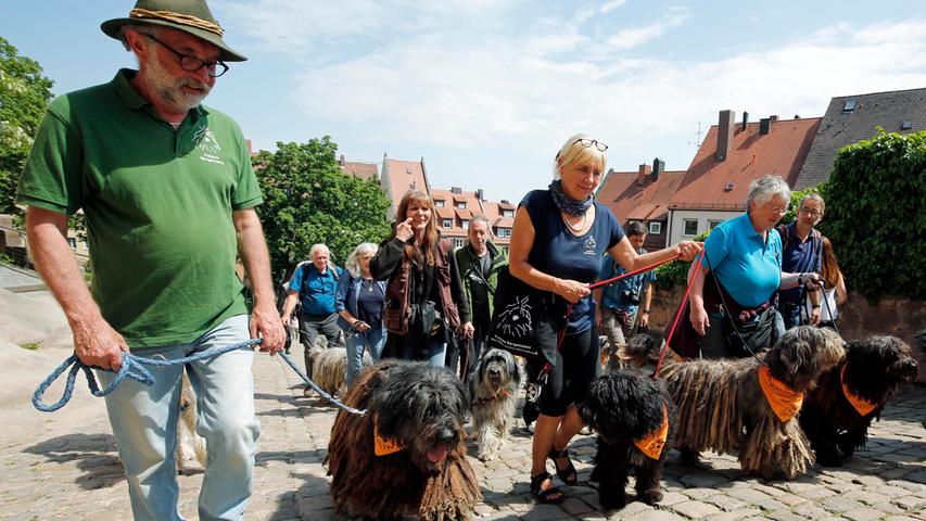 Rasta-Rundgang: Bergamasker-Hunde spazieren durch Nürnberg