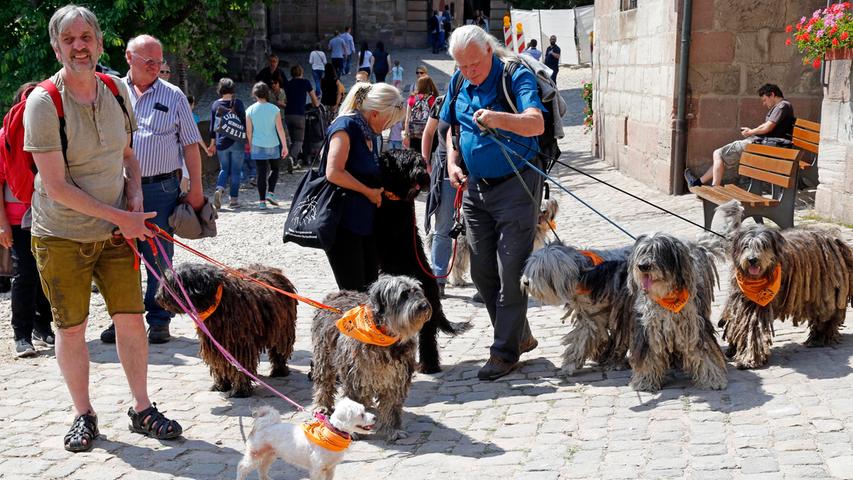 Rasta-Rundgang: Bergamasker-Hunde spazieren durch Nürnberg