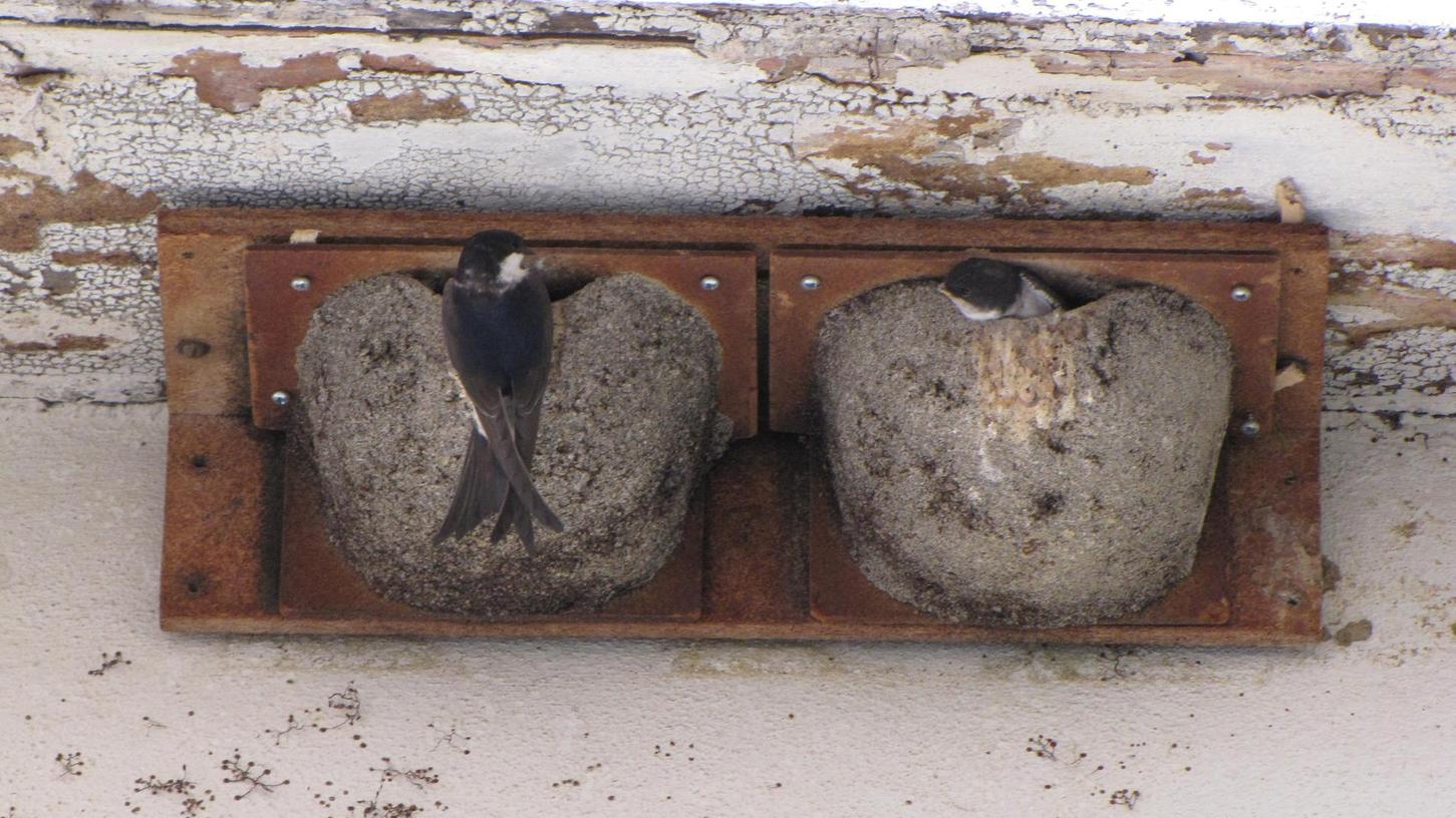 Bei Fassaden-Sanierung Jungvögel schützen