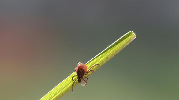 Nicht ganz falsch, aber irreführend: Im Gegensatz zu Mücken spielt bei Zecken vor allem das Verhalten des Menschen eine wichtige Rolle, ob er häufiger gestochen wird oder nicht. Der Mensch streift die Zecke in den meisten Fällen vom Gebüsch oder Grashalm ab und bringt sie somit selbst auf seine Kleidung oder die nackte Haut. Allerdings gilt auch: Nur wenn die Zecke ein vorbeikommendes Säugetier an Erschütterungen, Körperwärme, Atemluft und Schweißgeruch erkennt, lässt sie sich abstreifen. Vor allem spielende Kinder und Menschen, die sich abseits von Wanderwegen durch Gebüsch bewegen, haben ein erhöhtes Zeckenstich-Risiko. Auch helle Kleidung ist – anders als bei Mücken – Zecken völlig egal, da sie fast blind sind.