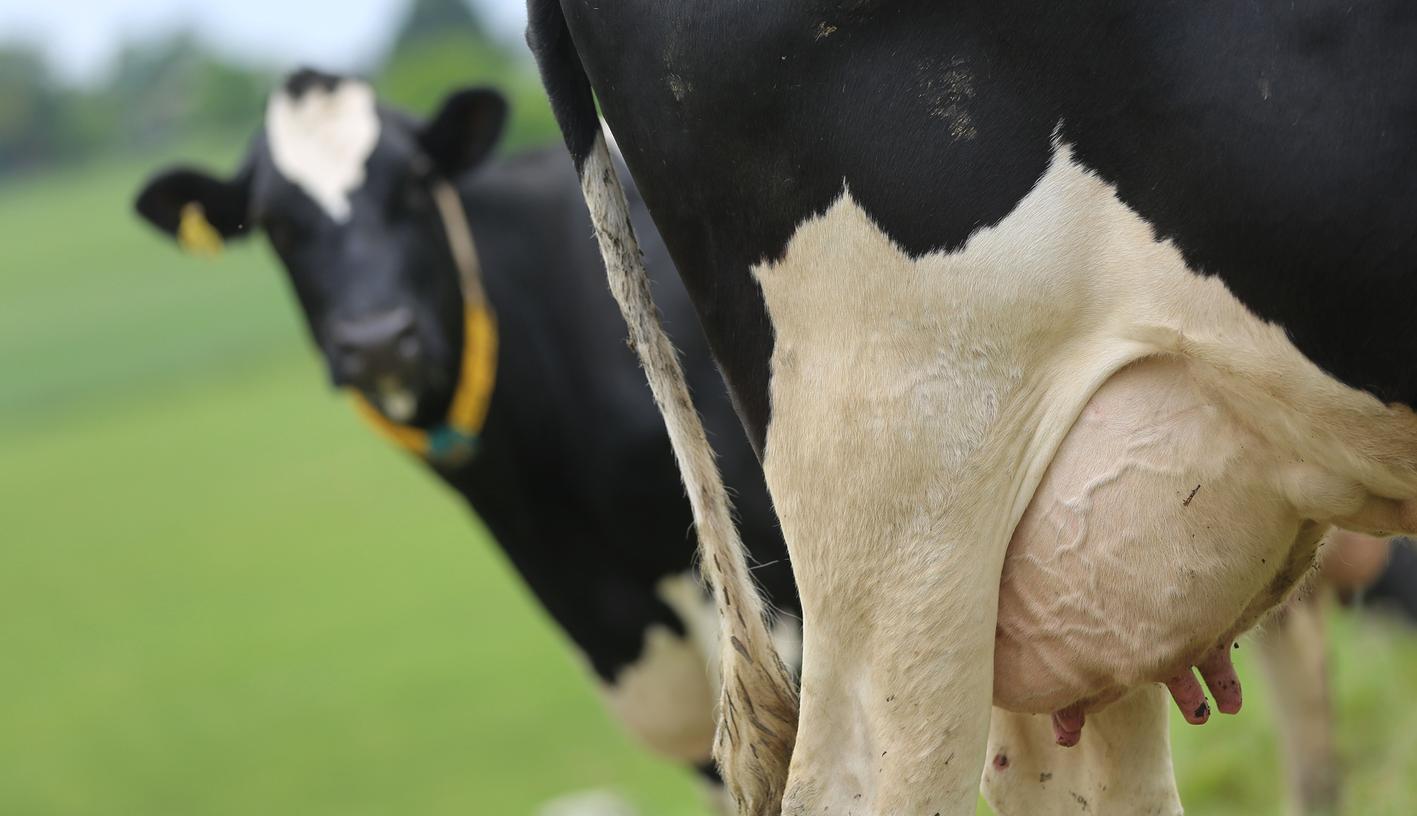 Kühe auf der Weide sehen idyllisch aus - doch für die Milchbauern geht es in diesen Tagen ums Ganze. Sie leiden besonders unter dem Milchpreisverfall.