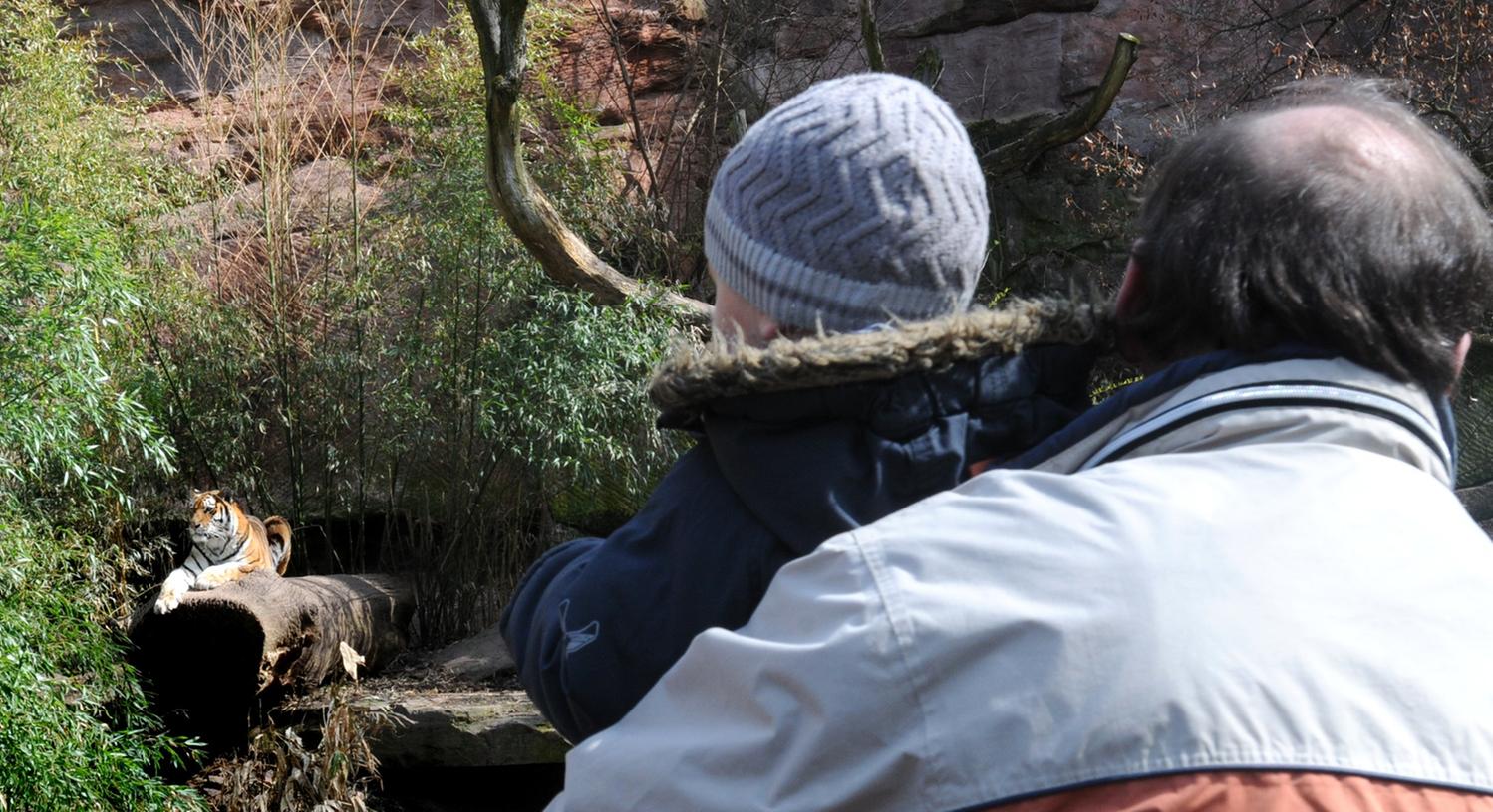 Erwachsene stellen bei der Raubkatzen-Freianlage ihren Nachwuchs verbotenerweise immer wieder mal auf die Mauer.