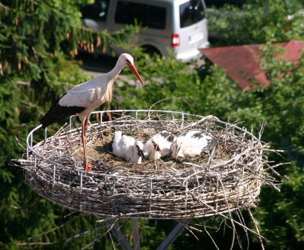 In drei Storchenfamilien wächst Nachwuchs heran