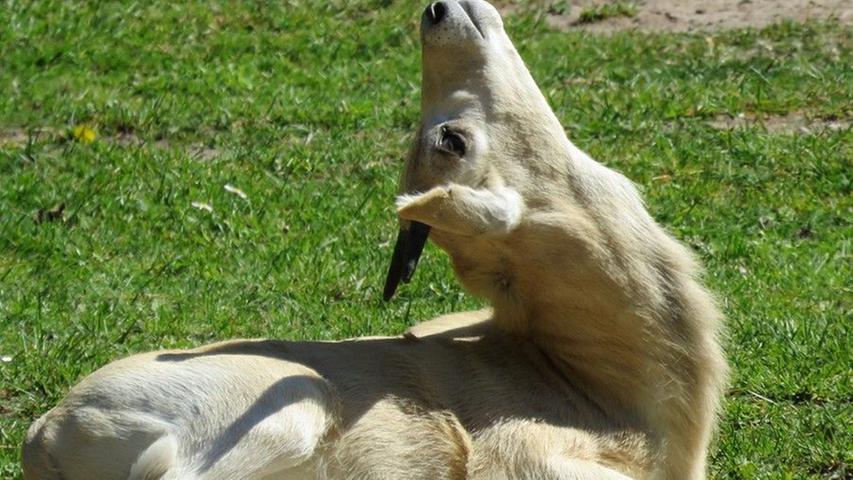 Die Mendesantilope gilt als vom Aussterben bedroht. Wegen ihres Fleisches und ihrer Haut wurde die Mendesantilope schon immer von Einheimischen gejagt. Aber erst die Vergnügungsjagden von motorisierten Fahrzeugen und Flugzeugen aus ließen die Populationen rapide schrumpfen. Heute gibt es noch etwa 50 Mendesantilopen in ganz Afrika. Weltweit laufen verschiedene Auswilderungsprojekte, um den Bestand der Antilopen wieder aufzustocken. 