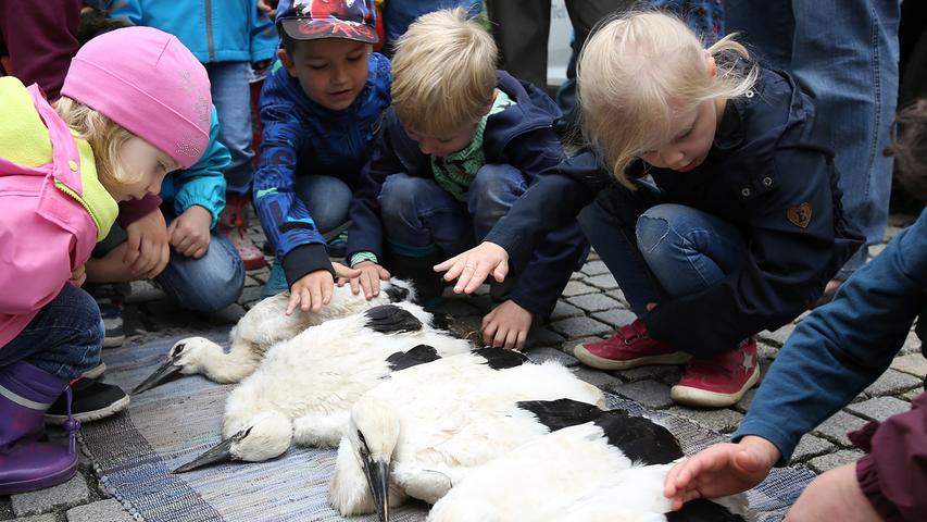 Hautnah: Jungstörche in Höchstadt vor staunenden Kindern beringt