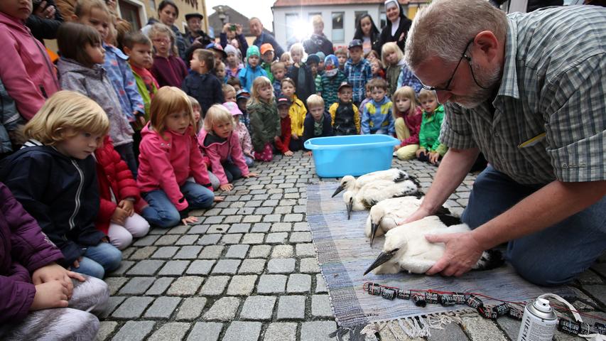 Hautnah: Jungstörche in Höchstadt vor staunenden Kindern beringt