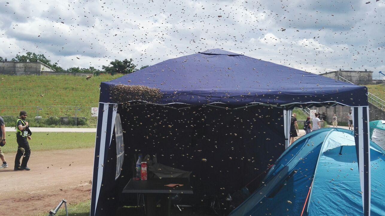 Insekten auf Abwegen: Bienen-Invasion bei Rock im Park