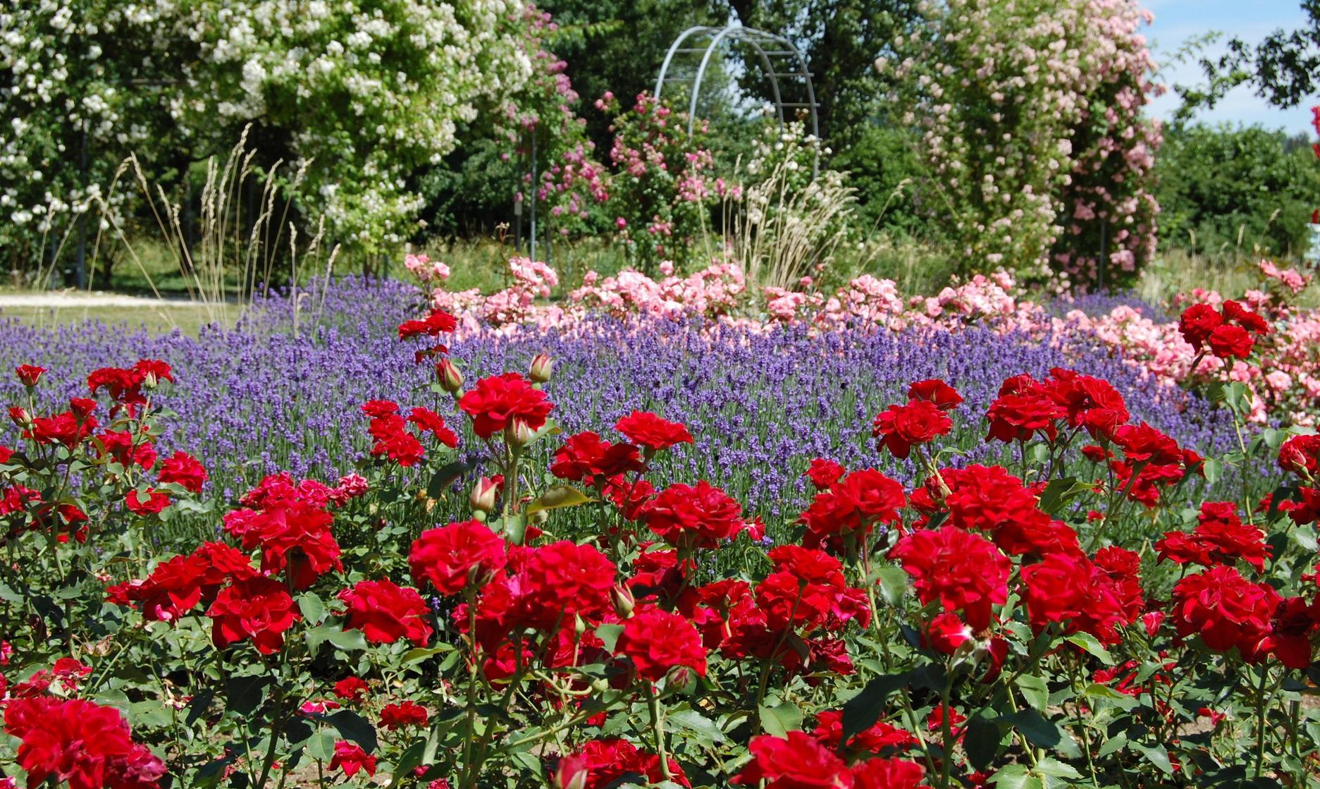 Im Namen Der Rose Garten Am Klinikum Feiert 25 Geburtstag Neumarkt Nordbayern De