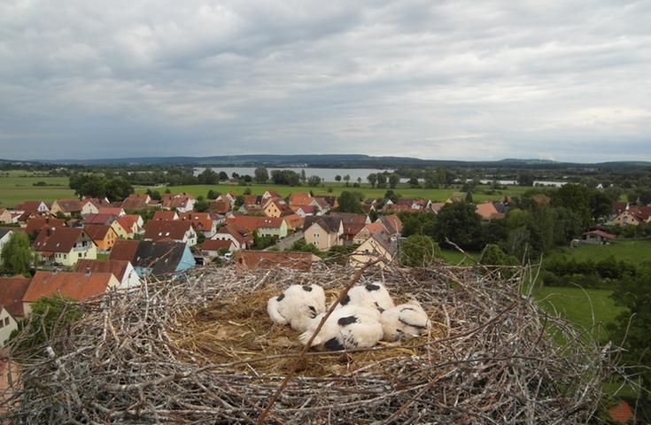 Beringung der Jungstörche: 17 Vogelbabys in Altmühlfranken markiert