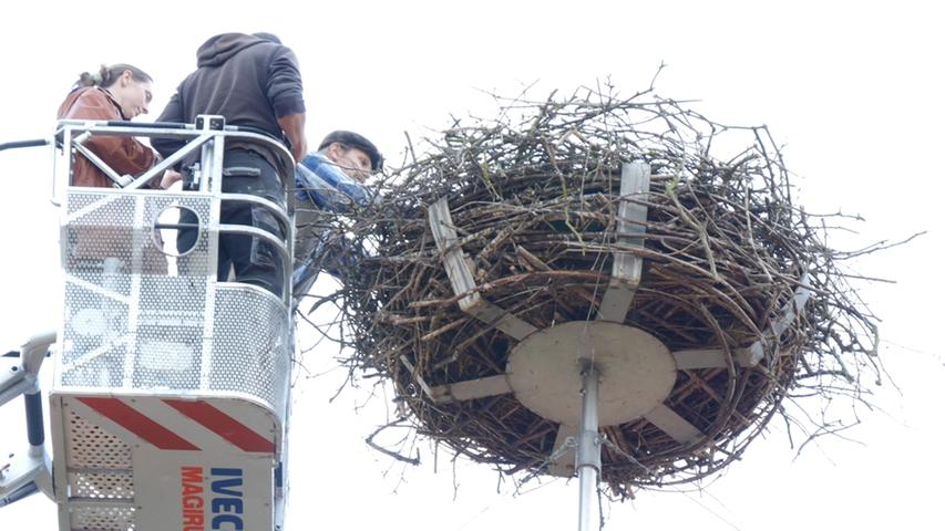 Beringung der Jungstörche: 17 Vogelbabys in Altmühlfranken markiert