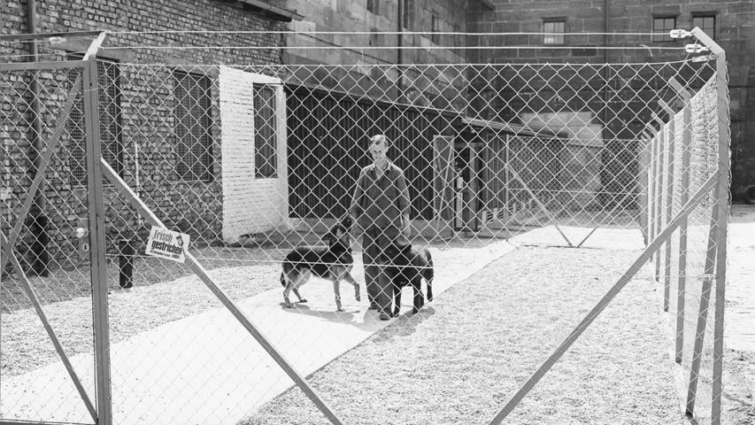 In diesem Zwinger warten die Polizeihunde auf ihren Einsatz. Sie sind darin jedoch nur während einer Dienstpause untergebracht; Feierabend nimmt sie Herrchen mit heim. Hier geht es zum Artikel vom 10. Juni 1966: "Bonzo" im Brennpunkt