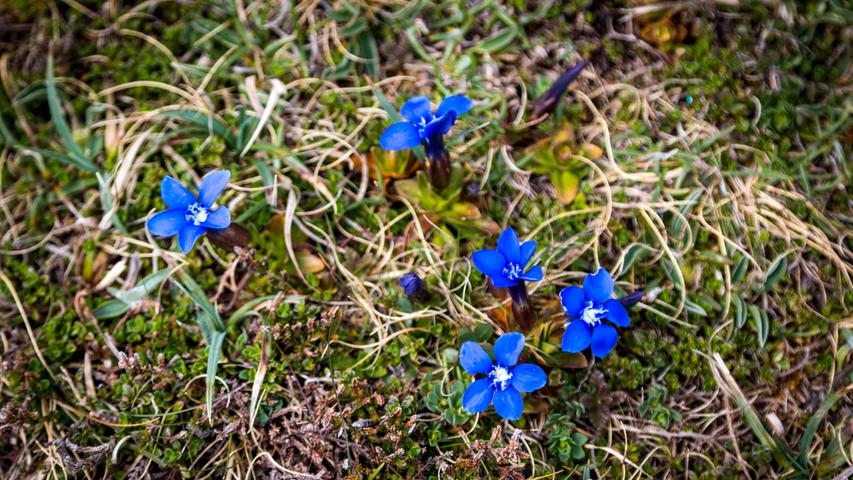 Wenn man auf den Boden schaut, gibt es aber noch viel mehr zu entdecken. Nicht nur im Gebirge sondern auch auf den Aran-Inseln blüht der Enzian. Auch andere seltene Blumen gibt es.