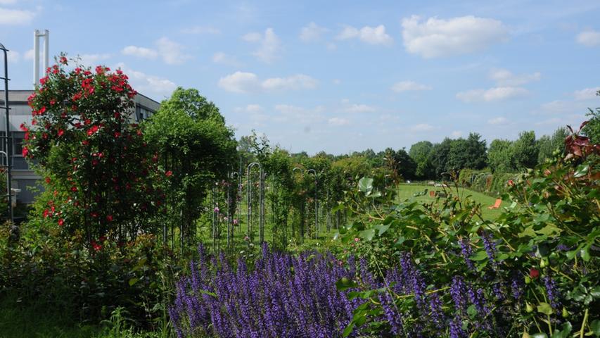 Jubiläum im Schatten des Neumarkter Klinikums: Seit 25 Jahren gibt es den beschaulichen Rosengarten am alten Ludwigskanal.