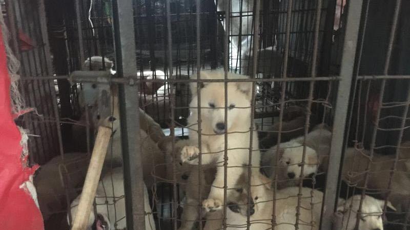 Hundefleisch-Festival in Yulin bedeutet für Tausende Vierbeiner qualvollen Tod