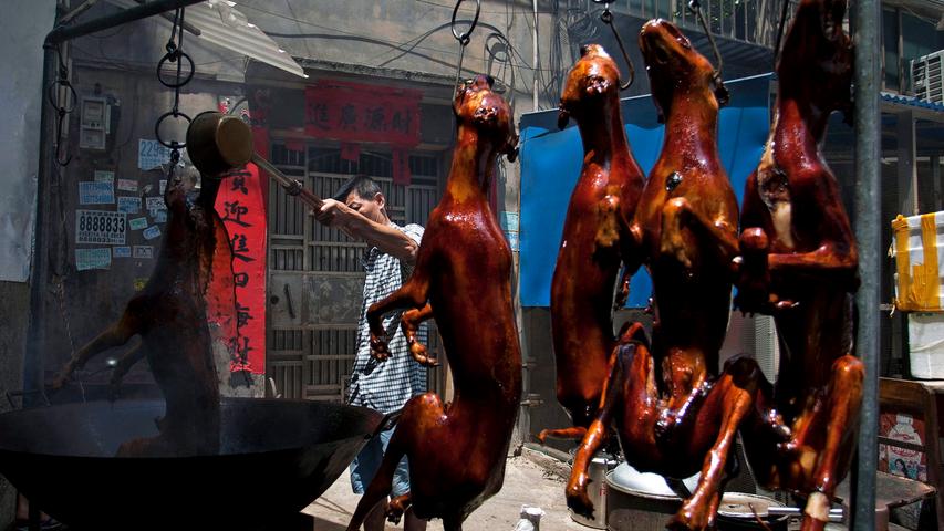  Hundefleisch-Festival in Yulin bedeutet für Tausende Vierbeiner qualvollen Tod 