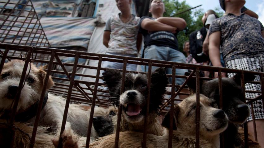  Hundefleisch-Festival in Yulin bedeutet für Tausende Vierbeiner qualvollen Tod 