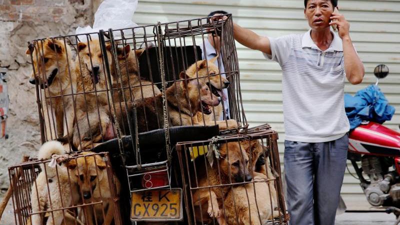 Trotz Protesten von Tierschützern hat in der südchinesischen Stadt Yulin das jährliche Hundefleisch-Festival auch in diesem Jahr begonnen. Das Bild stammt von dem Fest im Jahr 2016.