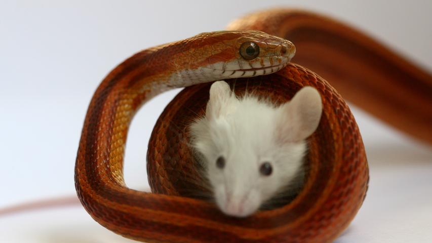 Prozess Durfen Schlangen Lebende Futtermause Fressen Region Nordbayern De