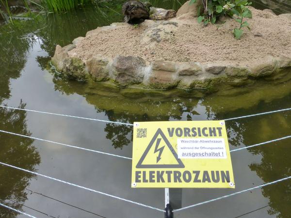 Waschbären-Plage: Nürnbergs Stadtjäger greift zur Pistole