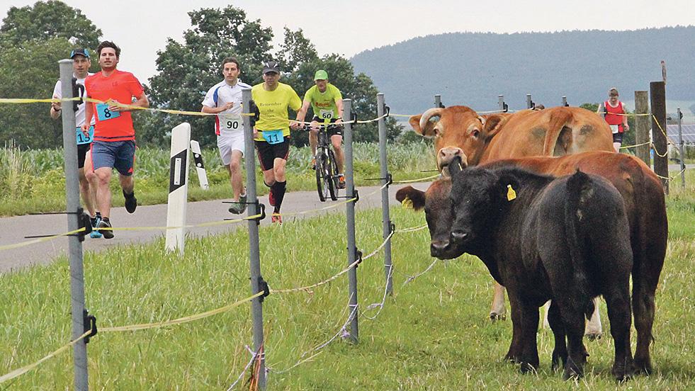 Tierisch guter Wettbewerb: Nach der Wechselstelle am Meinheimer Sportplatz ging es für die Teilnehmer an einer Rinderherde vorbei in Richtung Kurzenaltheim. Tierisch guter Wettbewerb: Nach der Wechselstelle am Meinheimer Sportplatz ging es für die Teilnehmer an einer Rinderherde vorbei in Richtung Kurzenaltheim.