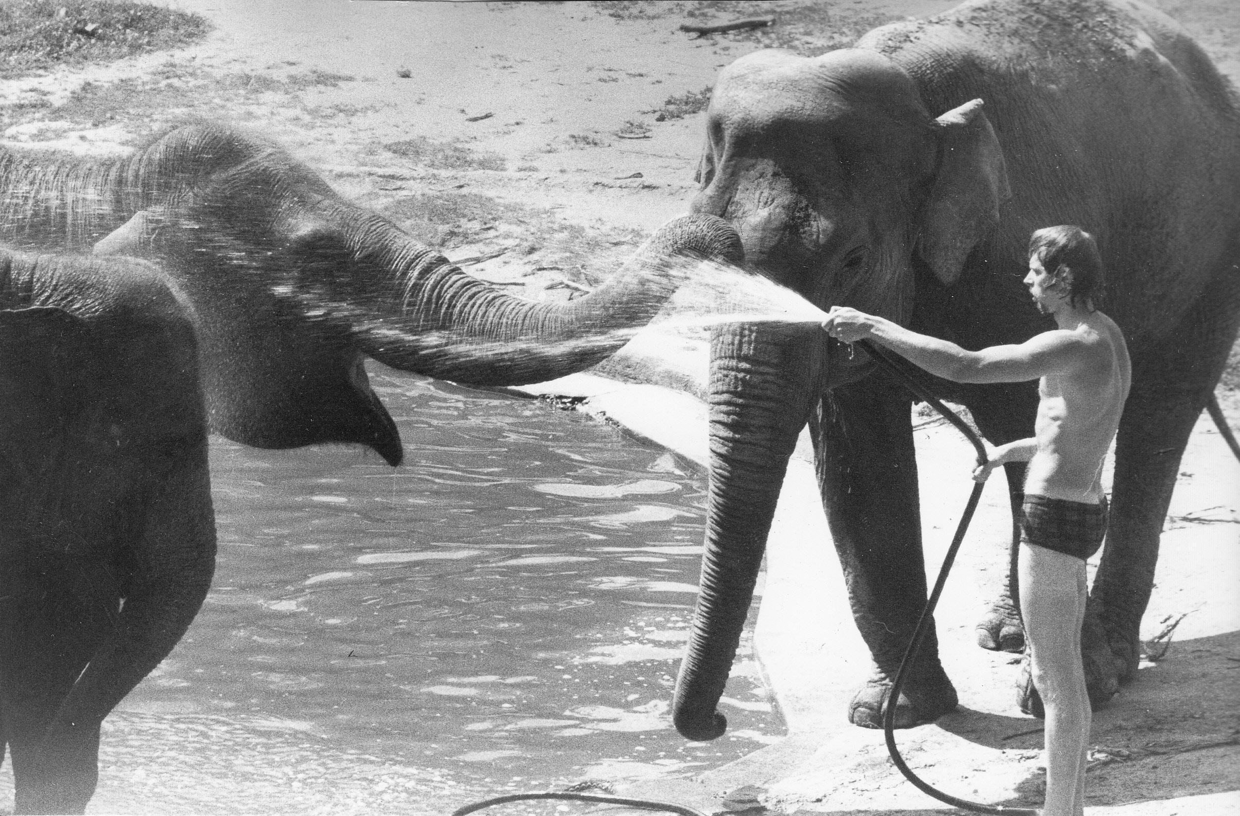 Hitze ist für Zooinsassen kein Problem: Unter der Affenhitze der Tage im Juli 1973 mochten vielleicht die Menschen stöhnen. Doch als Elefant im Tiergarten ließ es sich aushalten, wenn der Pfleger mit dem Schlau Abkühlung verschaffte.