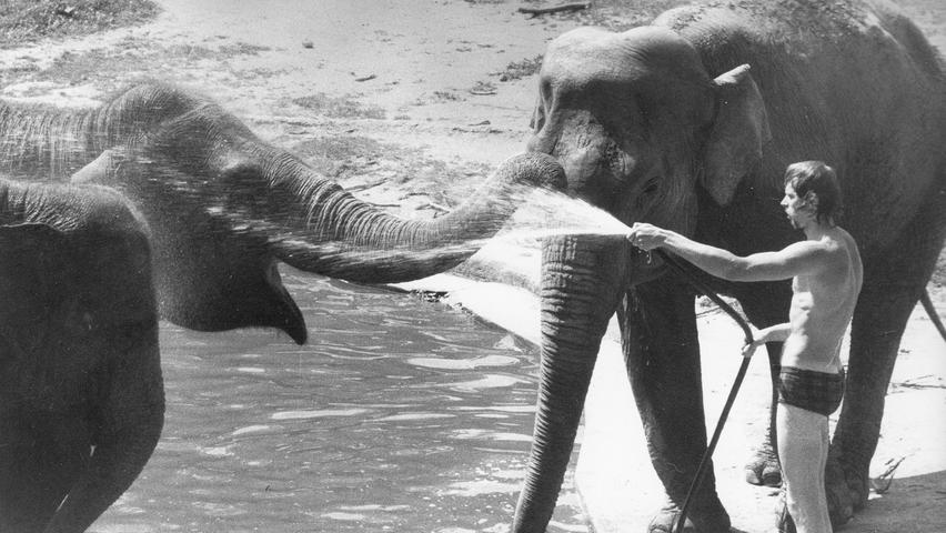 Hitze ist für Zooinsassen kein Problem: Unter der Affenhitze der Tage im Juli 1973 mochten vielleicht die Menschen stöhnen. Doch als Elefant im Tiergarten ließ es sich aushalten, wenn der Pfleger mit dem Schlau Abkühlung verschaffte.