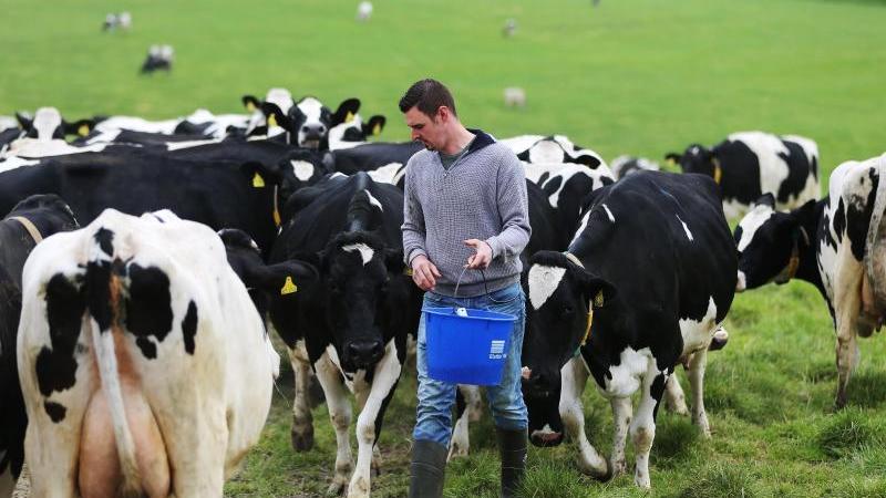 Die Zahl der Bauernhöfe mit Milchkühen geht weiter zurück.