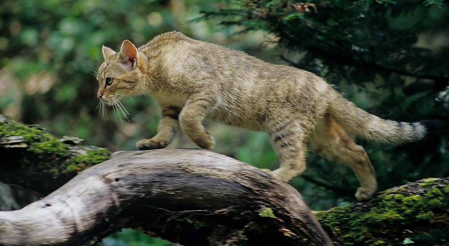 Reichswaldfest feiert die Rückkehr der Wildkatze