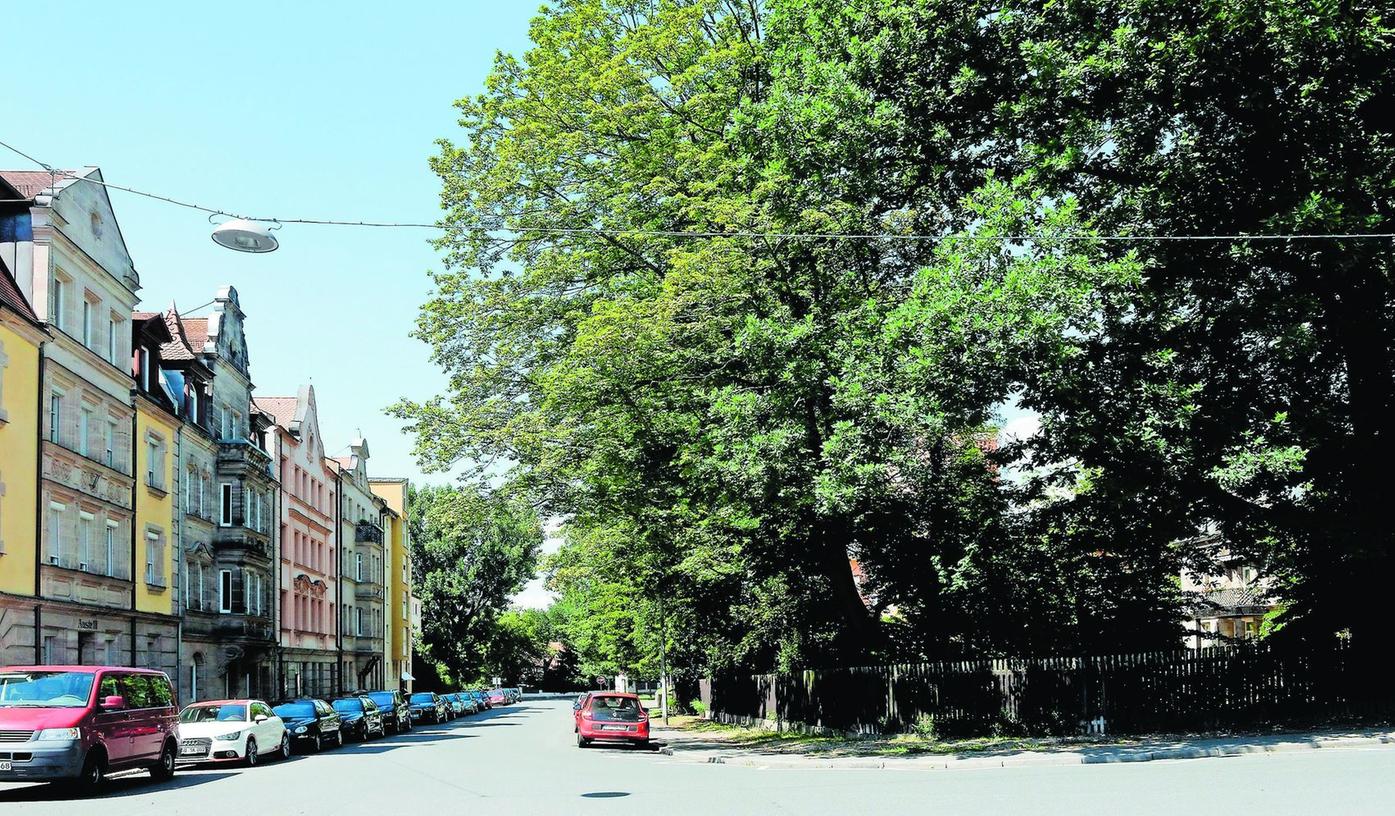 Fürth: Südstädter kämpfen für alte Bäume