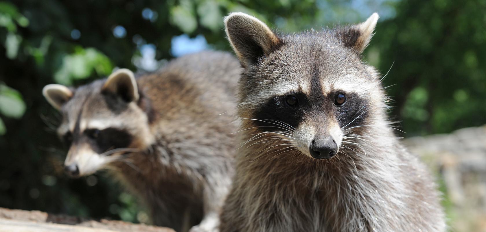 EU-Verordnung: Wohin mit Waschbär, Muntjak und Co.?