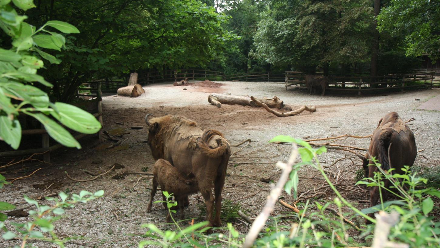 Der Nürnberger Tiergarten bekam gleich vier Mal Nachwuchs. Mindestens drei der Jungtiere sind weiblich.