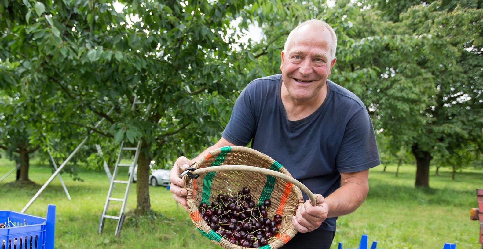 Helmut Prütting ist von der Kirschenernte in diesem Jahr ganz begeistert. Solche riesigen Früchte in diesen Mengen habe er noch nie gehabt, erzählt der 60-jährige Obstbauer aus Hagenbach.